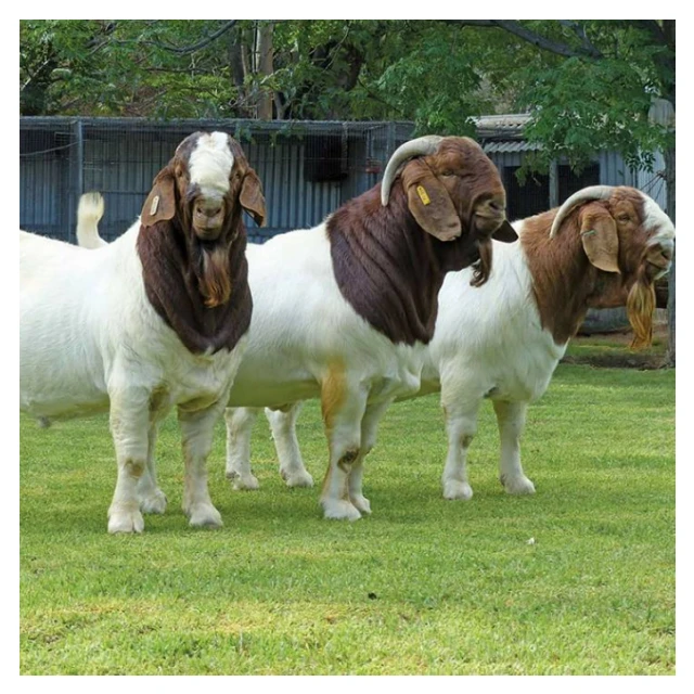 
Top Best Quality Prices 100% Full Blood Live Boer Goats Quality South Africa Live Pure Breed Boer Goat 