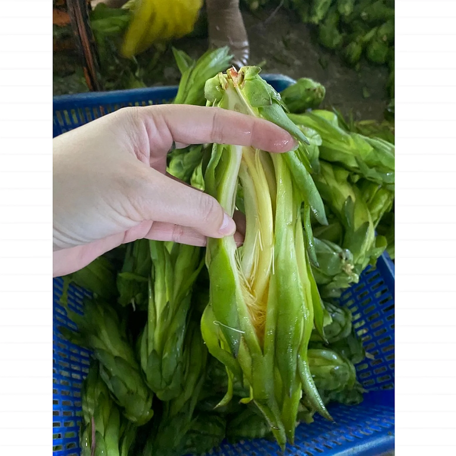 WHOLESALE 100% NATURAL DRIED DRAGON FRUIT FLOWER