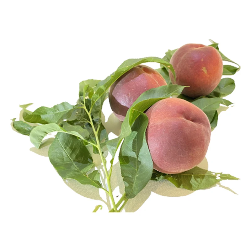 Carefully Selected Wholesale Price High Premium Quality Organic Juicy Sweet Fresh Peaches