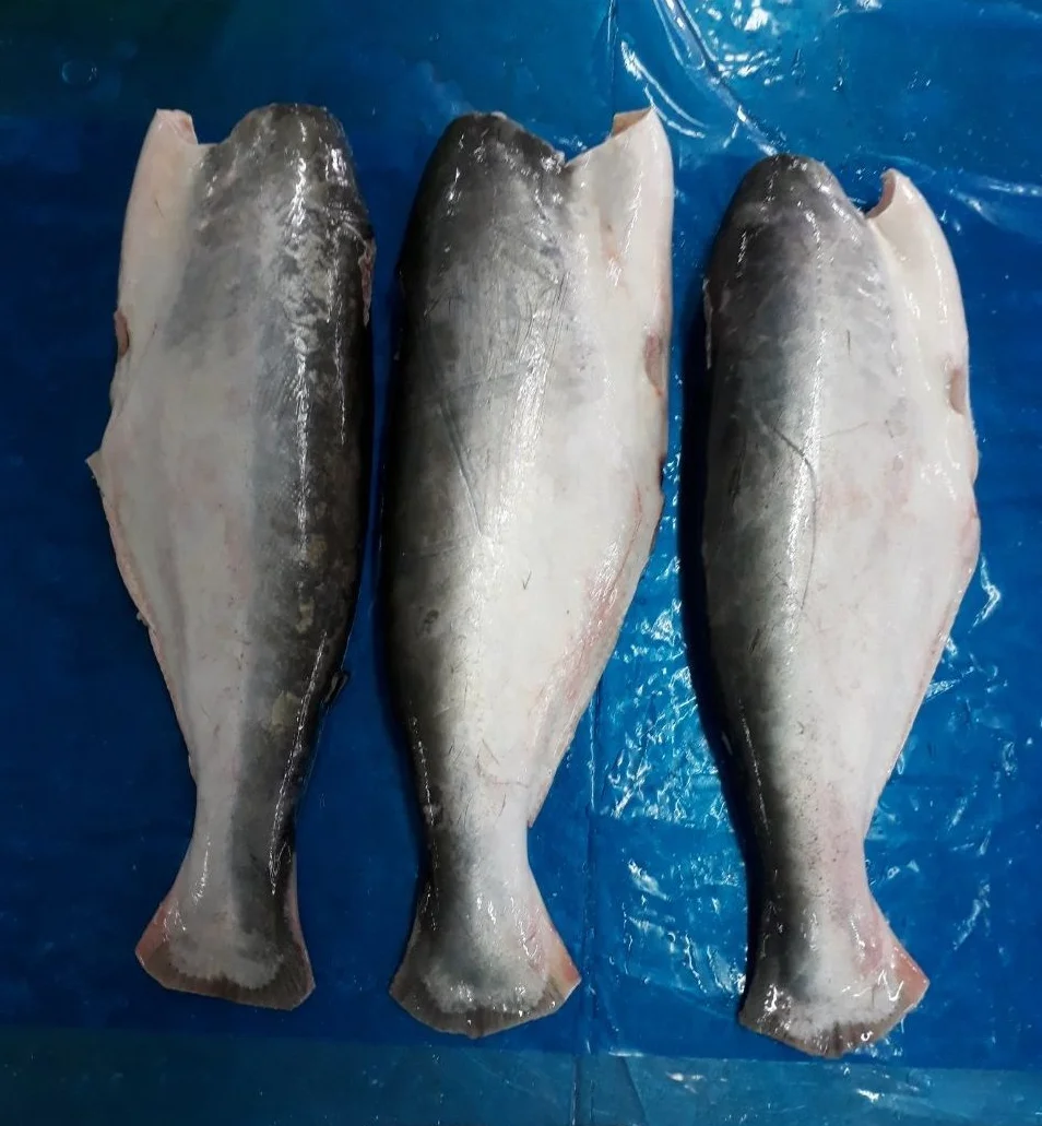 Frozen Pangasius HGT/Basa/Pangasius Hypophthalmus Origin VietNam