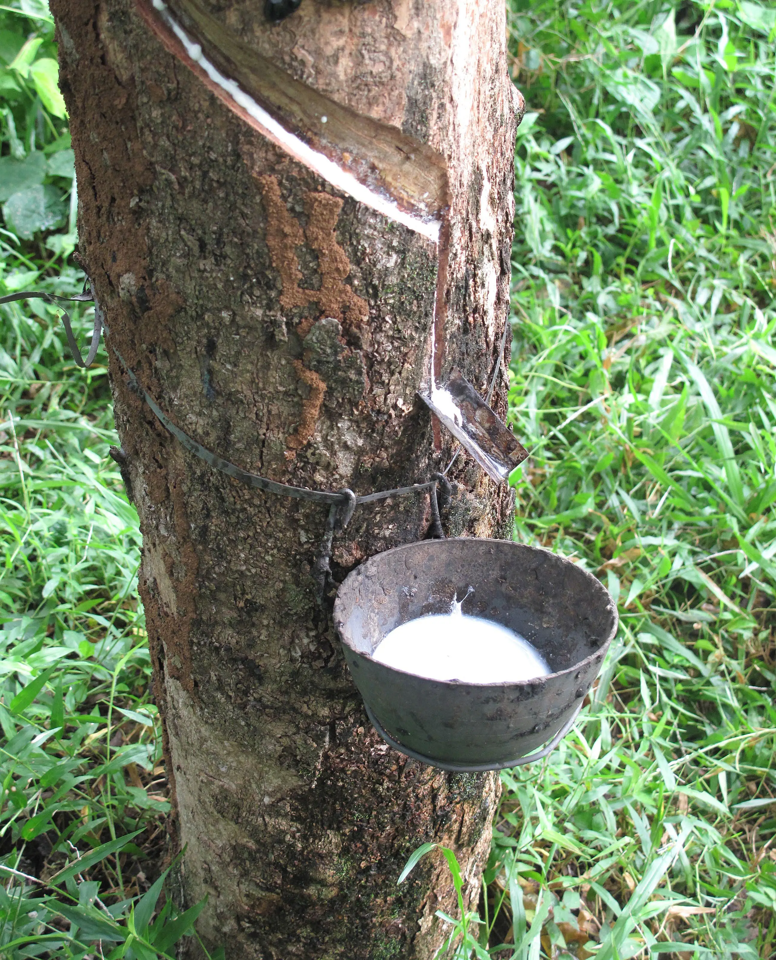 Vietnam Natural Latex Concentrate (HA Latex) 60% DRC