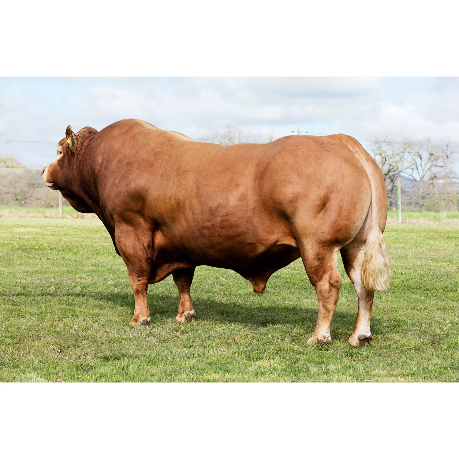 
Limousin Cattle 