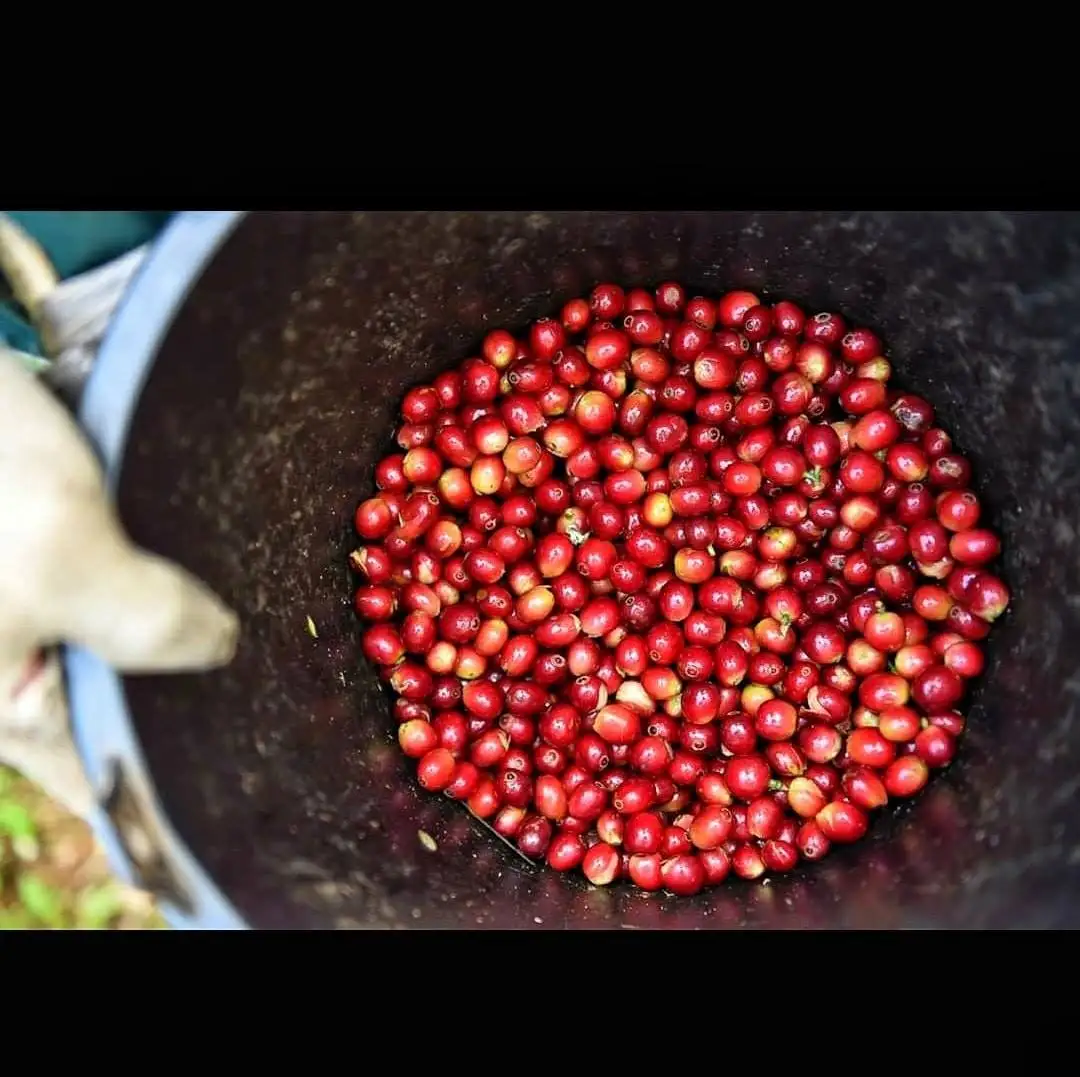 Green Arabica Coffee Bean