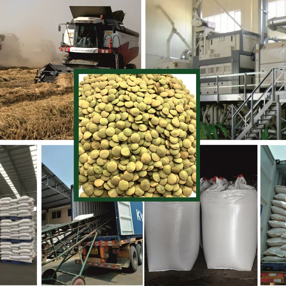 Great quality whole lentils big bag, from manufacturer