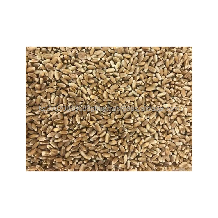 Hard wheat grain culture designed for the production of flour and pasta environmentally friendly product wheat