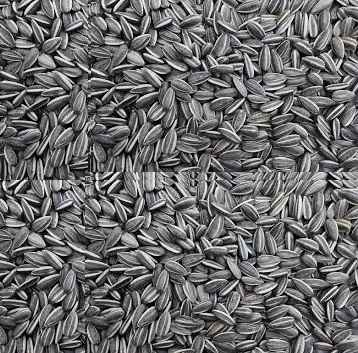 Natural Black Sunflower Seed from Russia