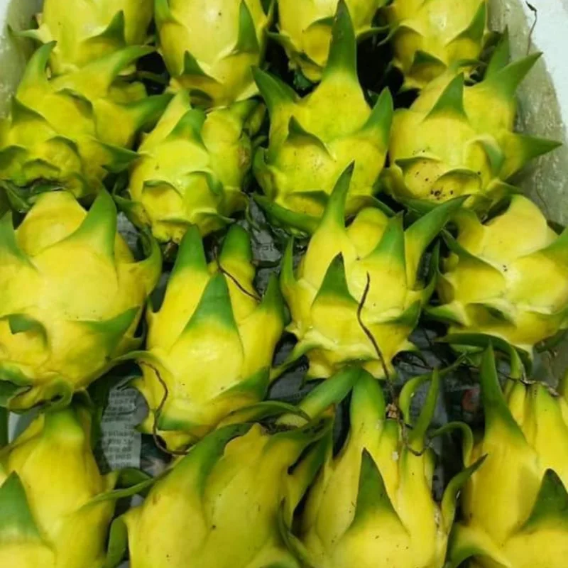 
100% Fresh Super Delicious Taste Premium Quality Dragon Fruit Whole Fruit Export From Vietnam 