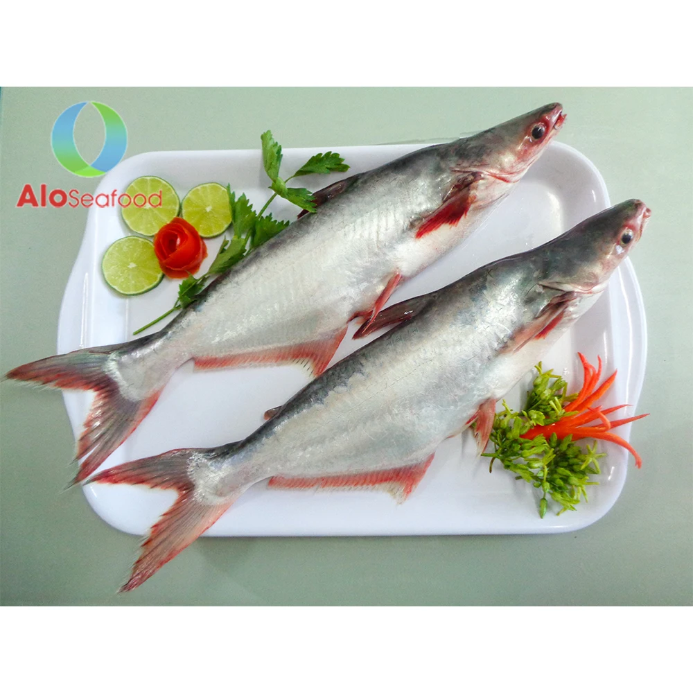 Wholesale high quality fresh and frozen IQF pangasius fish from Vietnam