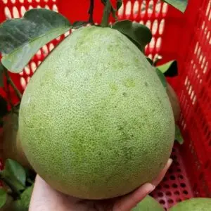 
VIETNAM SWEET GREEN SKIN POMELO - HIGH QUALITY, GOOD PRICE 