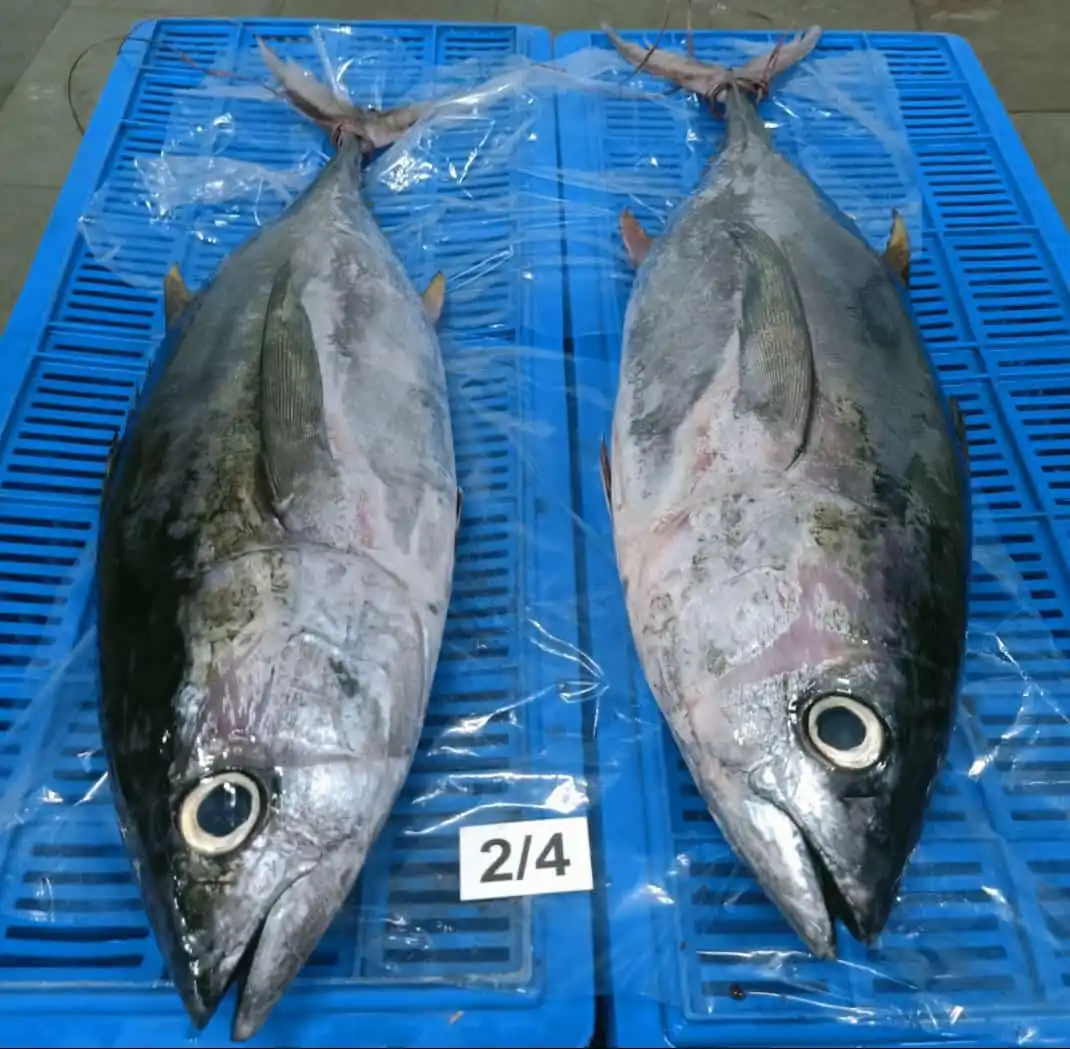 Land frozen Long tail tuna whole from India, frozen tuna fish