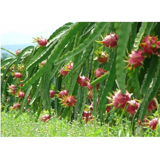 
Sweet Organic VIETGAP Certification 0,3kg - 0,6kg Per Piece Fresh Dragon Fruit 