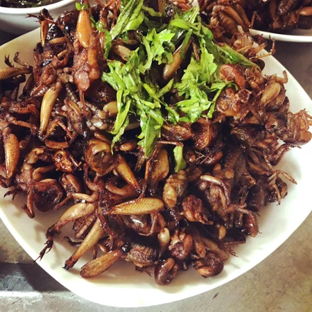 Крикеты съедобные насекомые оптовая продажа еда для домашних животных черви сушеный крикет MS ANNA + 84902804571