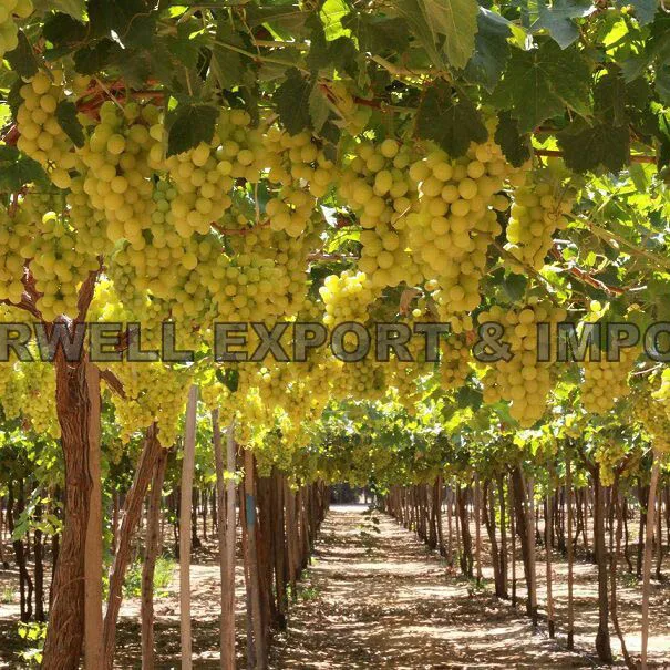 Tasty Fresh Seedless Grapes (Flame & Superior) Class One