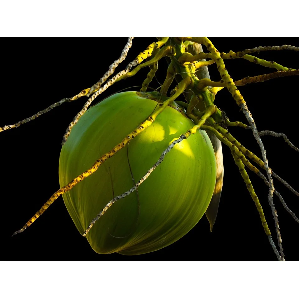 
EWC Wholesale 100% Natural Sweetness Taste Young Coconut Green Color 15cm Fresh Coconut 