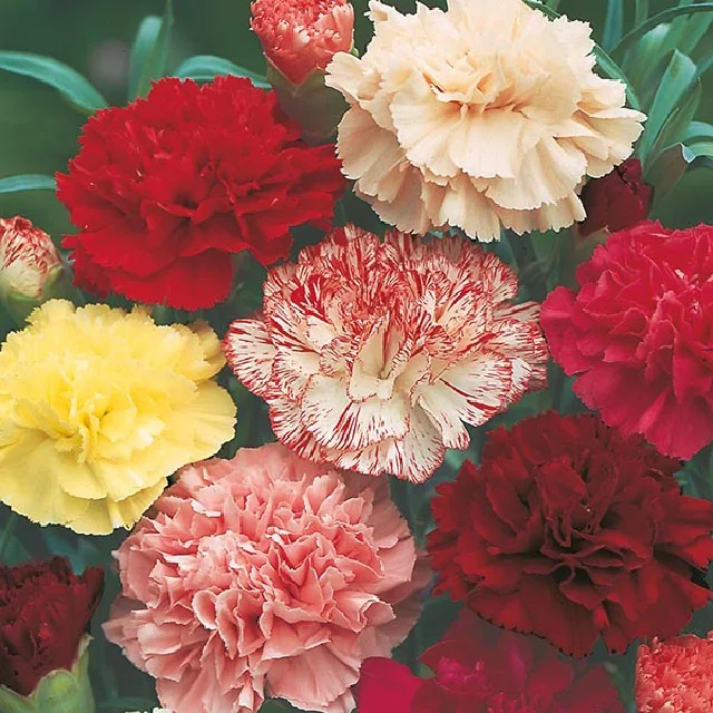 Fresh cut flower wholesale supplier Factory Latest Artificial carnation wedding table Mother Day Gift Dried Fresh Real Natural