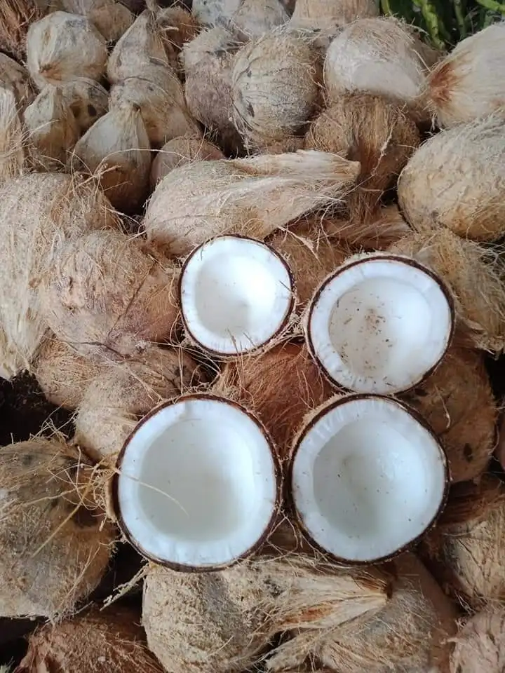 Big Supply Organic Semi-Husked Coconut From Vietnam Fresh Whole Husk with Sweet Fruit and Pulp