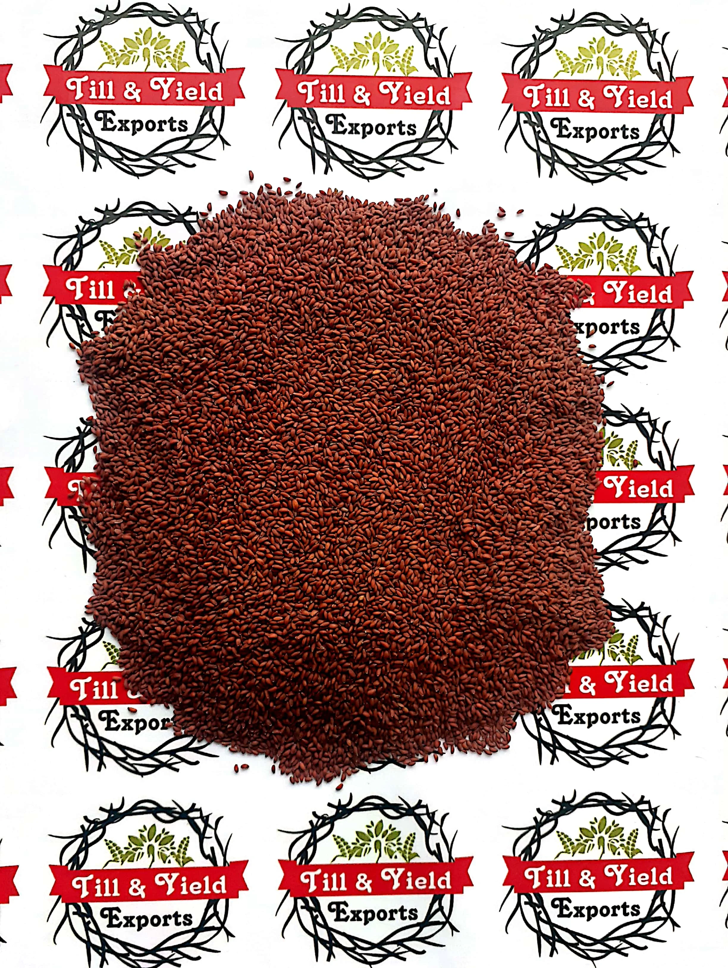 Factory Supply Asaliya Seed - Wholesale Price Sortex Clean Lepidium sativum - Indian Origin Asaliya Seed