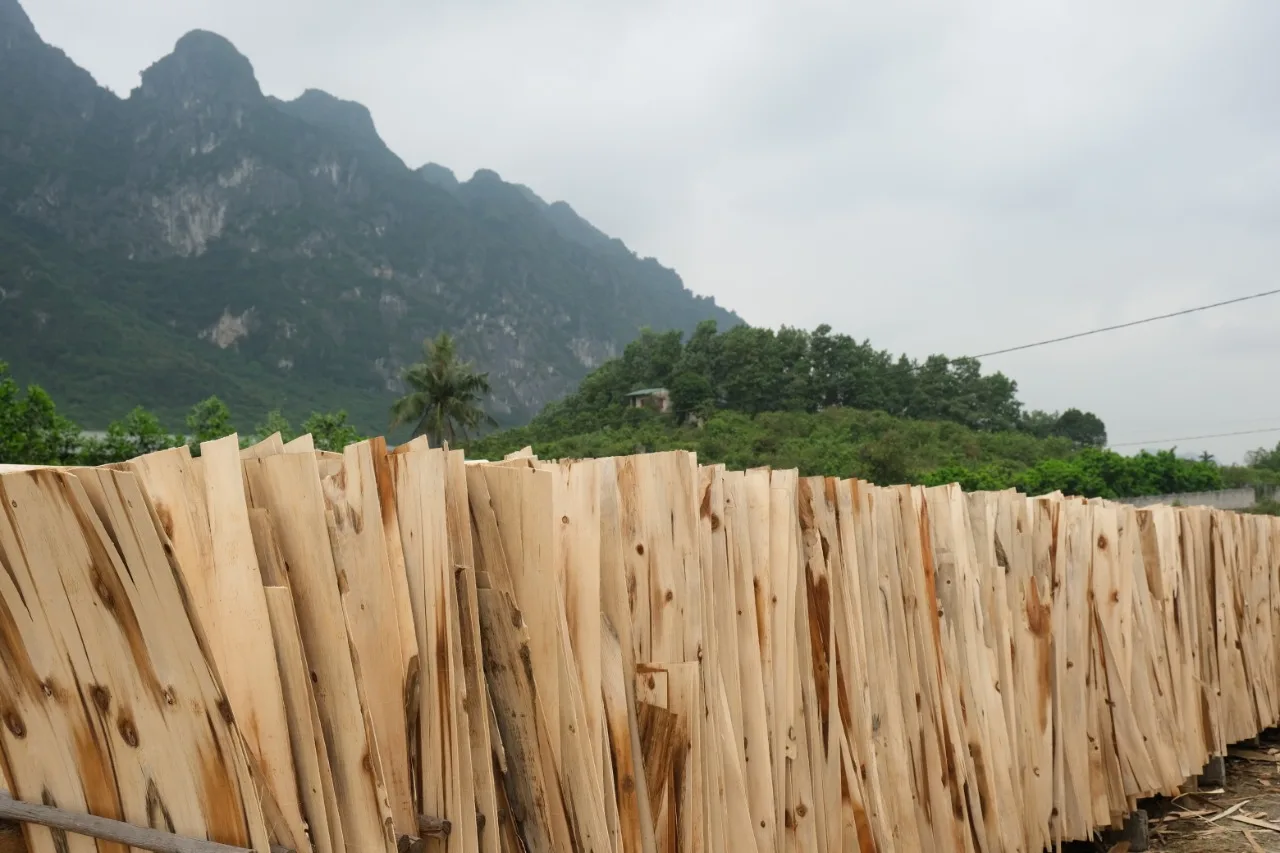 Vietnam high quality good price plywood veneer grade A, B, C with T/T L/C payment method