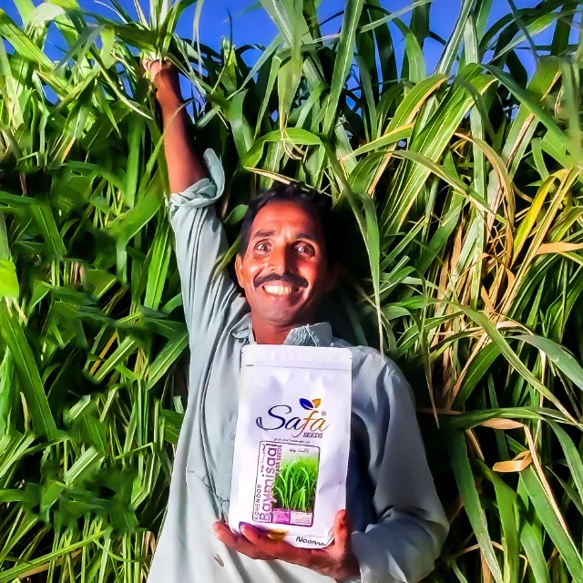Kohenoor Panicum Maximum Baymisal Grass
