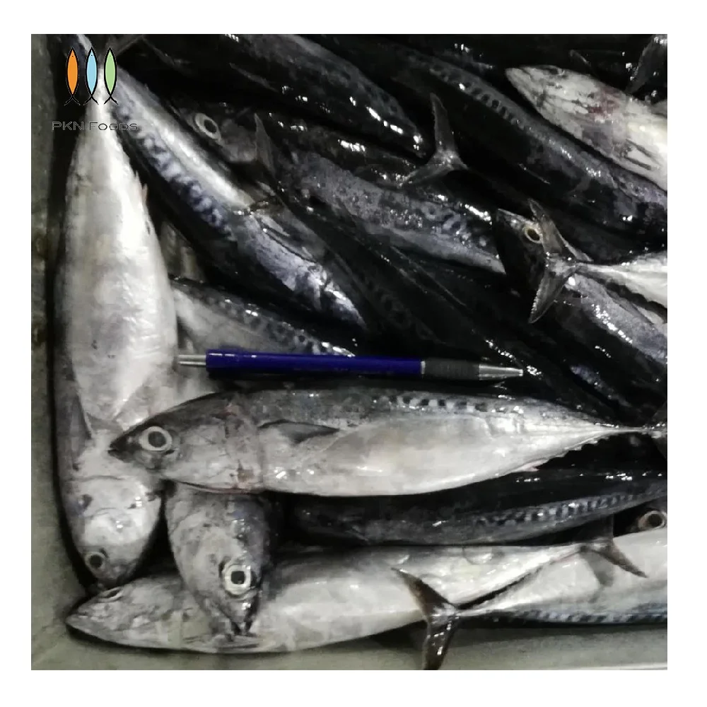 Frozen IQF BLOCK Seasonal Fresh Whole Body Nature Auxis Rochei Bonito with Box Packaging From Vietnam