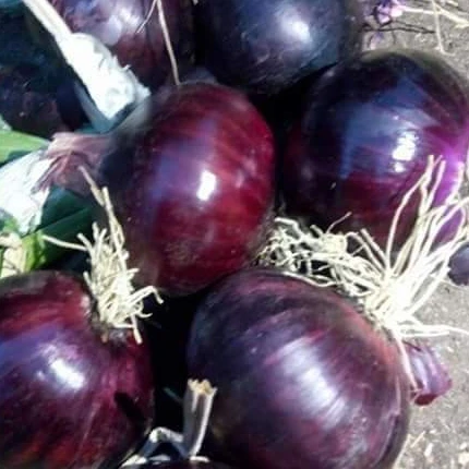 Egyptian Red Onions