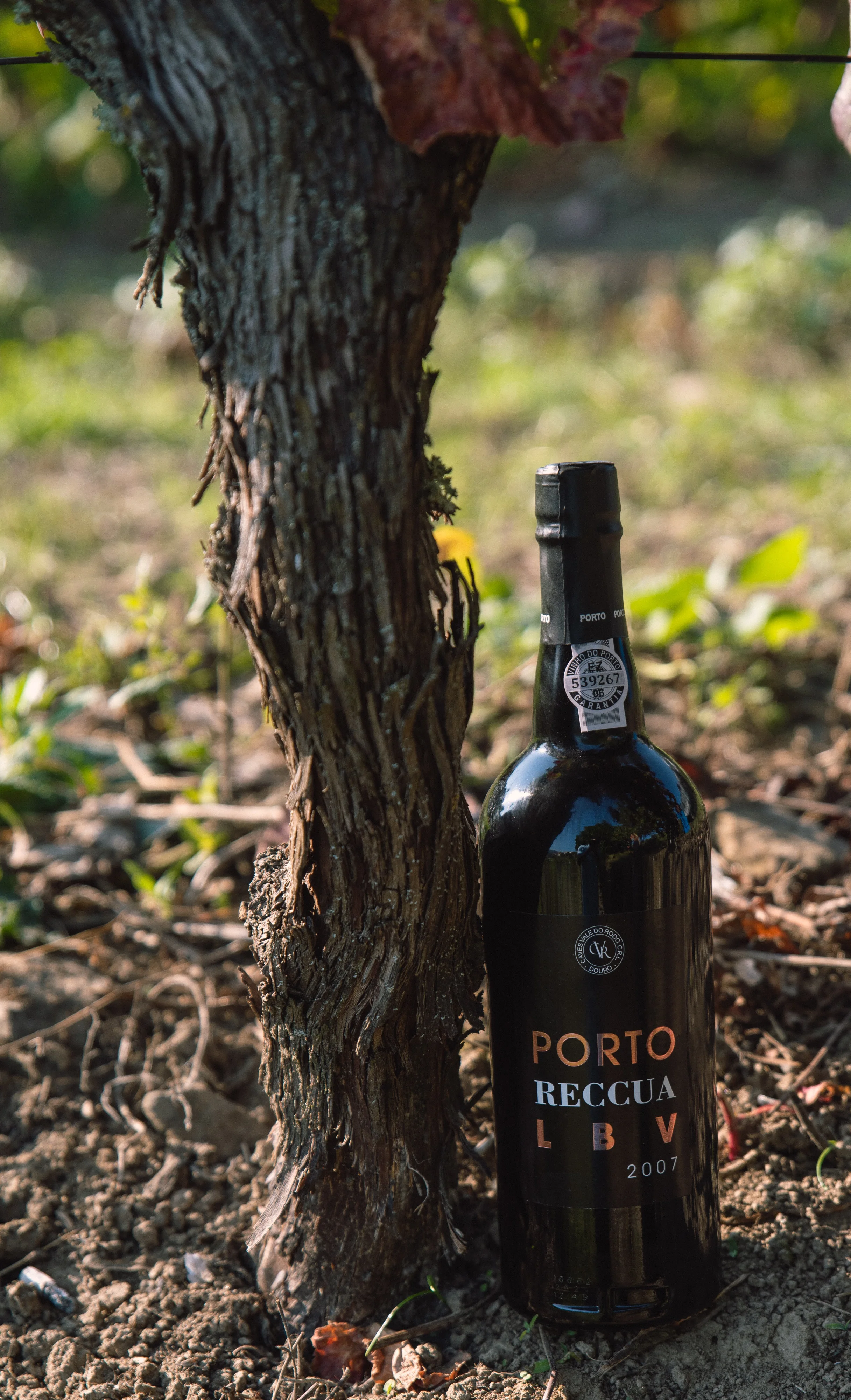 Porto Reccua LBV Port 2007 Old Ruby Port Red Fortified Wine Sweet Douro from Portugal