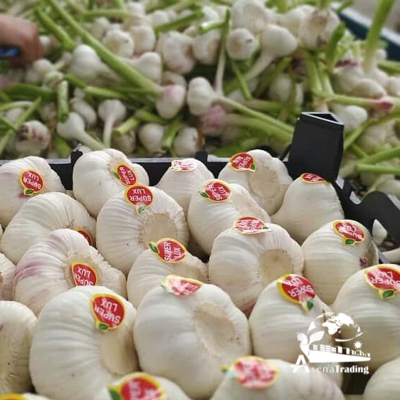 Top quality persian Garlic big size competitive prices