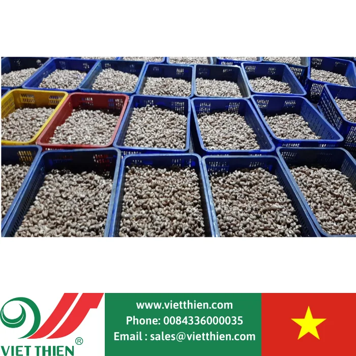 Вьетнамские орехи кешью W240 для экспорта вырастают и обрабатываются в закрытом процессе, отвечающем стандартам безопасности