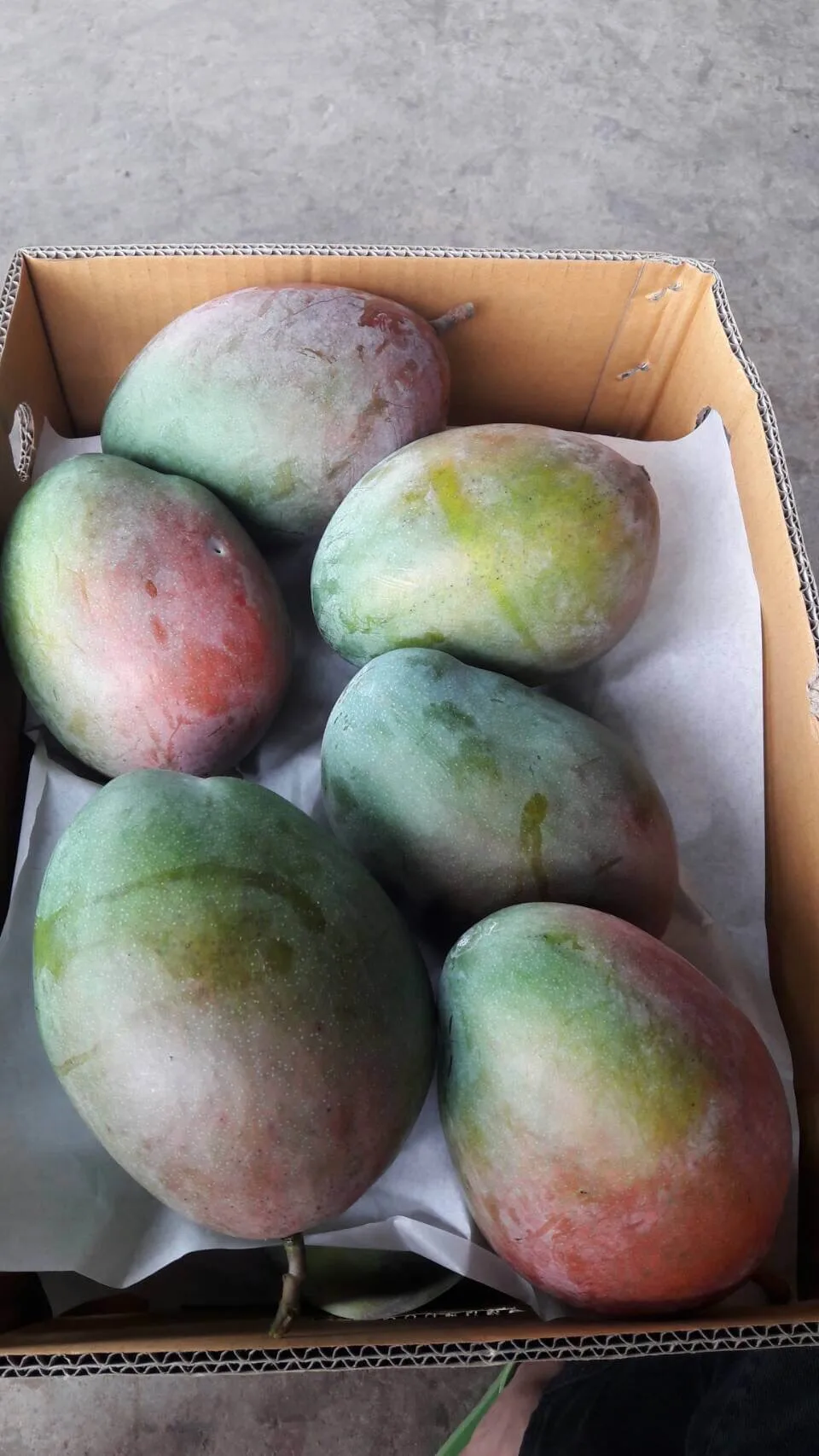 
EWC Fruit Exporter Big Fruit, Raw And Crunchy Taste Fresh Mangoes Uwen UMG005 With Dark Purple 