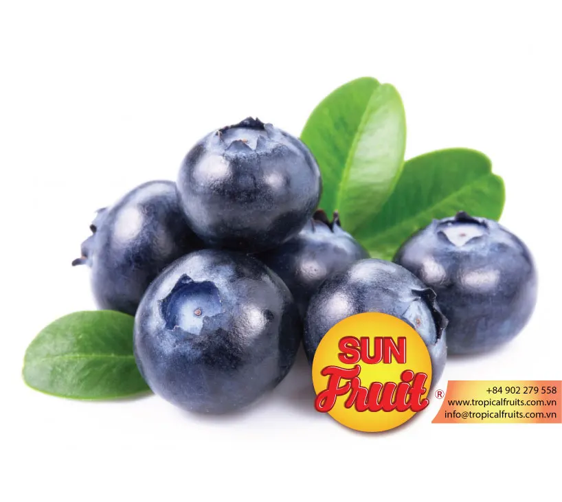 Frozen Fresh Fruit Blueberry Good Price