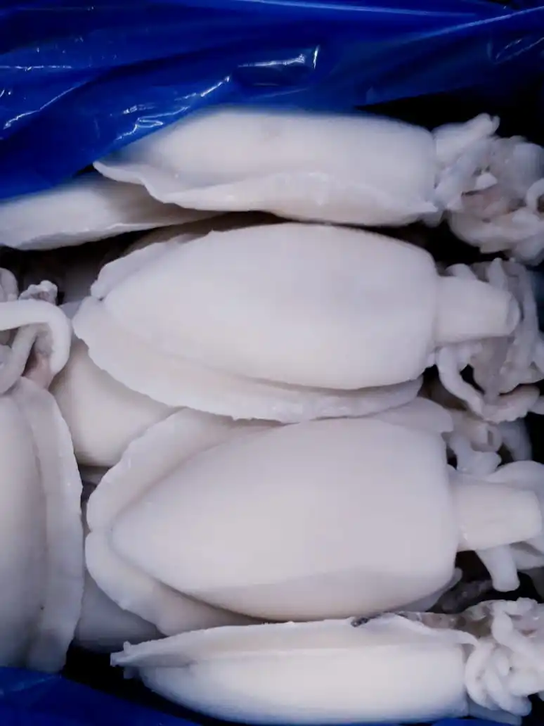Frozen whole cleaned Cuttlefish, individual frozen cleaned cuttlefish from India