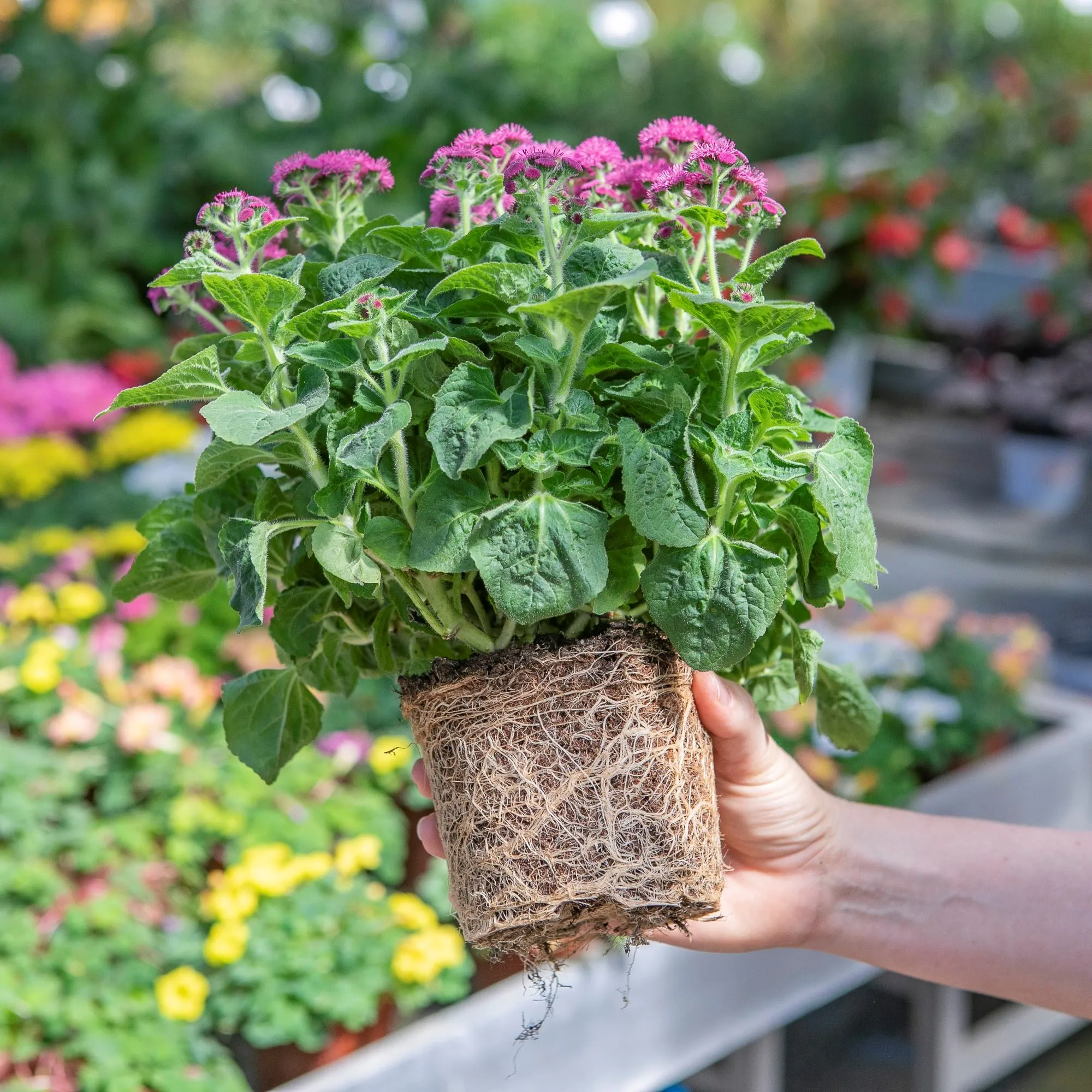 Оптовая продажа, кокосового торфа, 5 кг