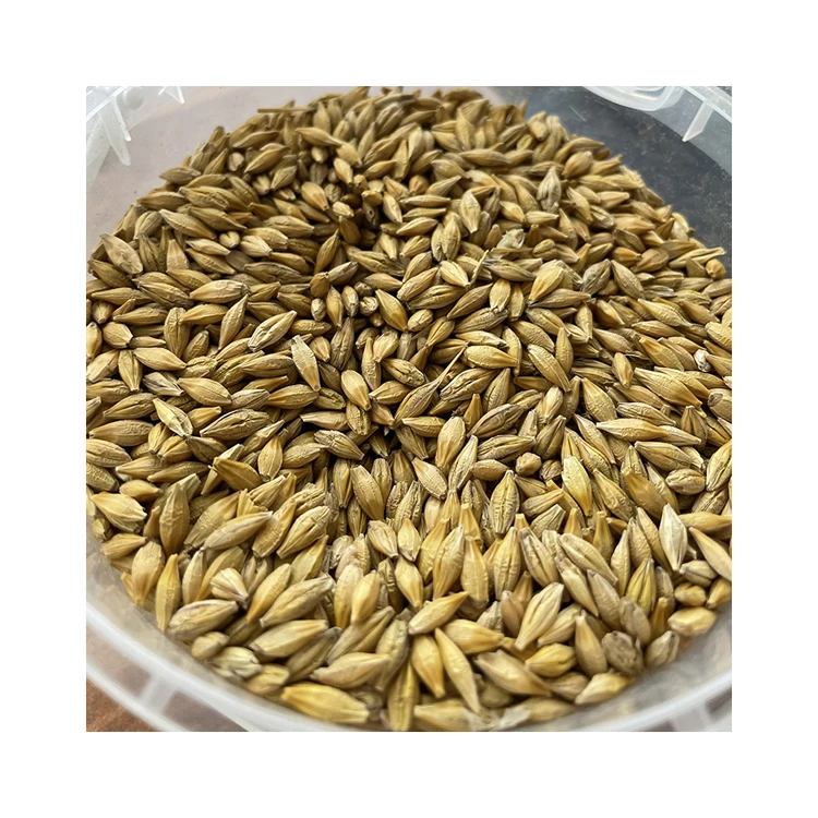 High quality malting barley grain for export, malt barley