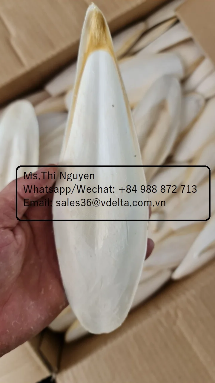 Лучшее качество сушеные кости для морской слепки-корм животных-котелки из Вьетнама/Ms.Thi Нгуен + 84 988 872 713