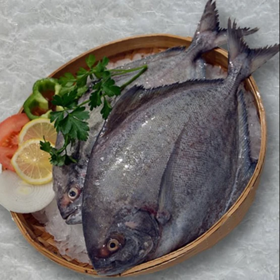 Frozen Blackpomfret Fish export from Vietnam with Best price(ThaiLien company, Ms Fiona +84908794118)