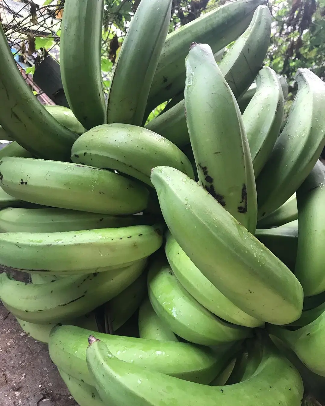 Свежие зеленые бананы и растения для продажи