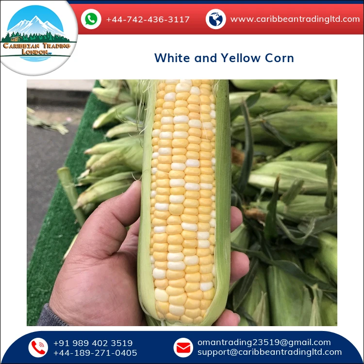 
Top Quality Bulk Glutinous and Dried White and Yellow Corn for Sale 