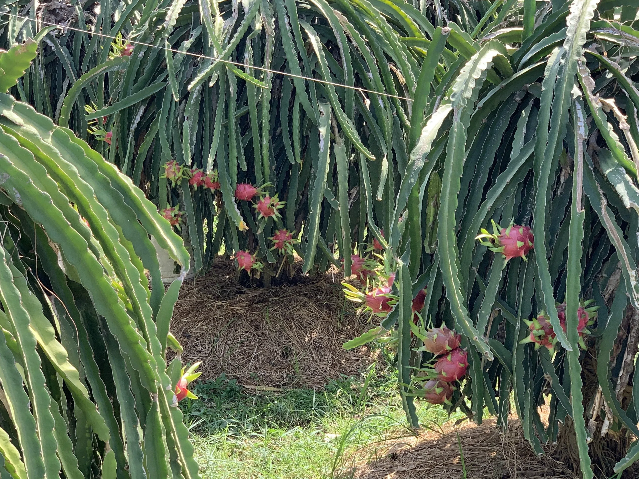 2021 Вьетнам свежий питая/дракон фрукты-высокое качество