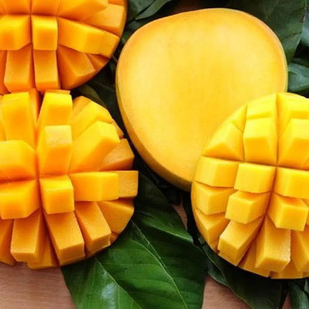 Famous CAT CHU Mango from Vietnam with Export quality / Guaranteed Sweet and Fresh (Ho Chi Minh Port)
