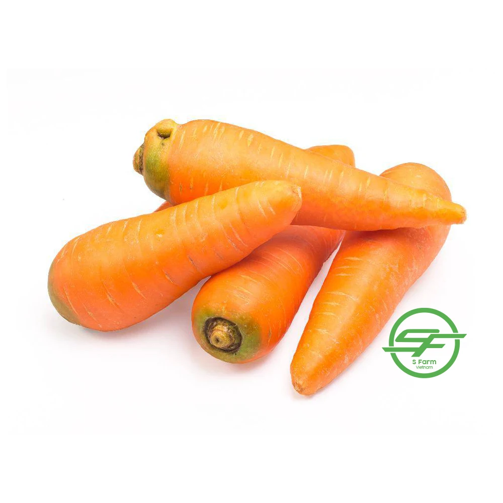 Top Quality Fresh 100% Organic Carrots In Wholesale Price