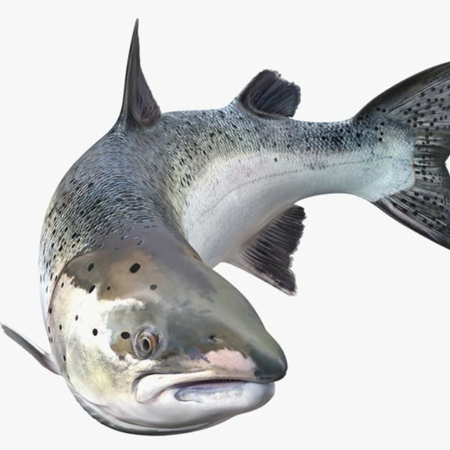 Fresh Salmon Frozen Bellies/Good Quality/Low Price