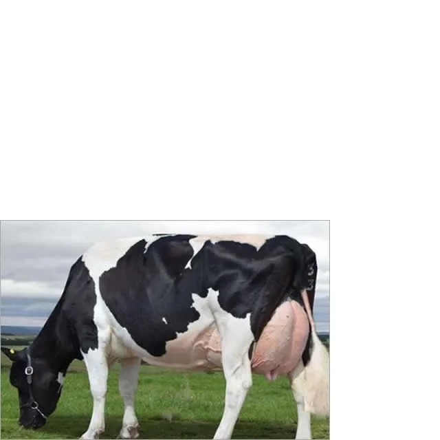 
Top Sale Pregnant Holstein Heifers & Jersey Heifers cows for export 