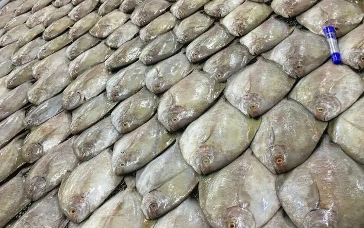 Frozen Black Pomfret export from Vietnam with best price (ThaiLien company, Ms Fiona +84908794118)