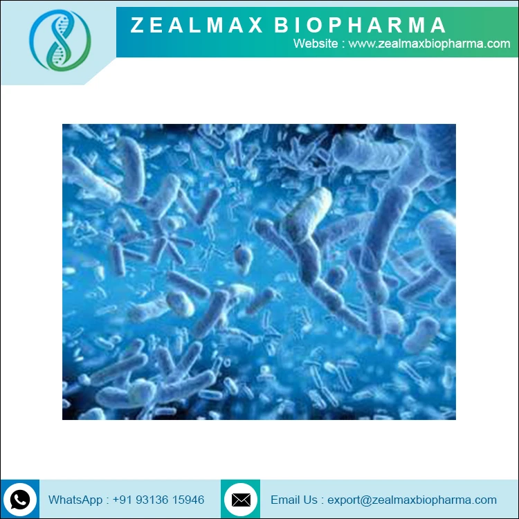 Probiotics Lactobacillus Reuteri Bulk Factory Sale Probiotic Powder Lactobacillus Reuteri - Zealmax Biopharma