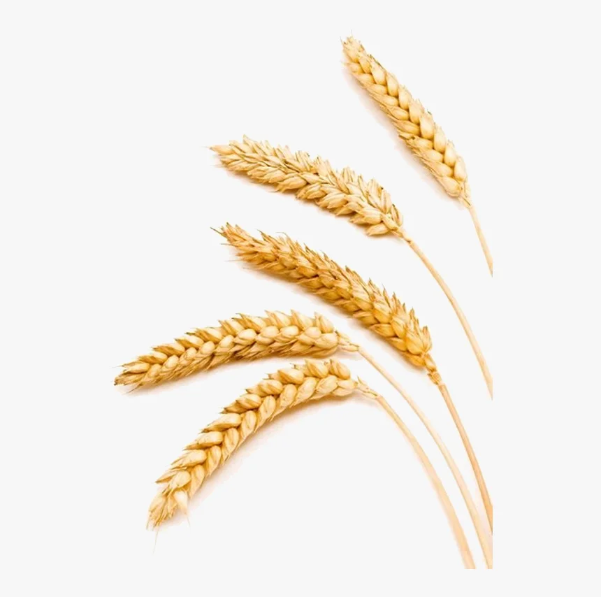 Feed Barley Kazakhstan Wholesale Natural Organic First Grade Animal Feed Barley 50 Kg Bag Packaging Barley Seeds Cereal Grain