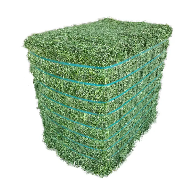 Alfafa Hay Animal Feeding Stuff Alfalfa, hay/alfalfa hay pellets Timothy Hay/ Alfafa in Bales Best Super Top Quality