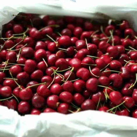 PREMIUM ITALIAN SWEET AND RED APULIAN CHERRIES FOR SALE
