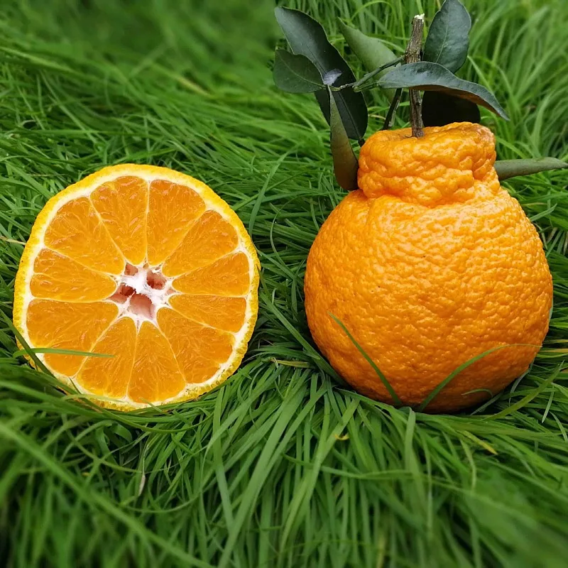 Pure Organic good quality fresh fruit mandarin orange fresh citrus fruit Fresh Mandarin Orange tangerine