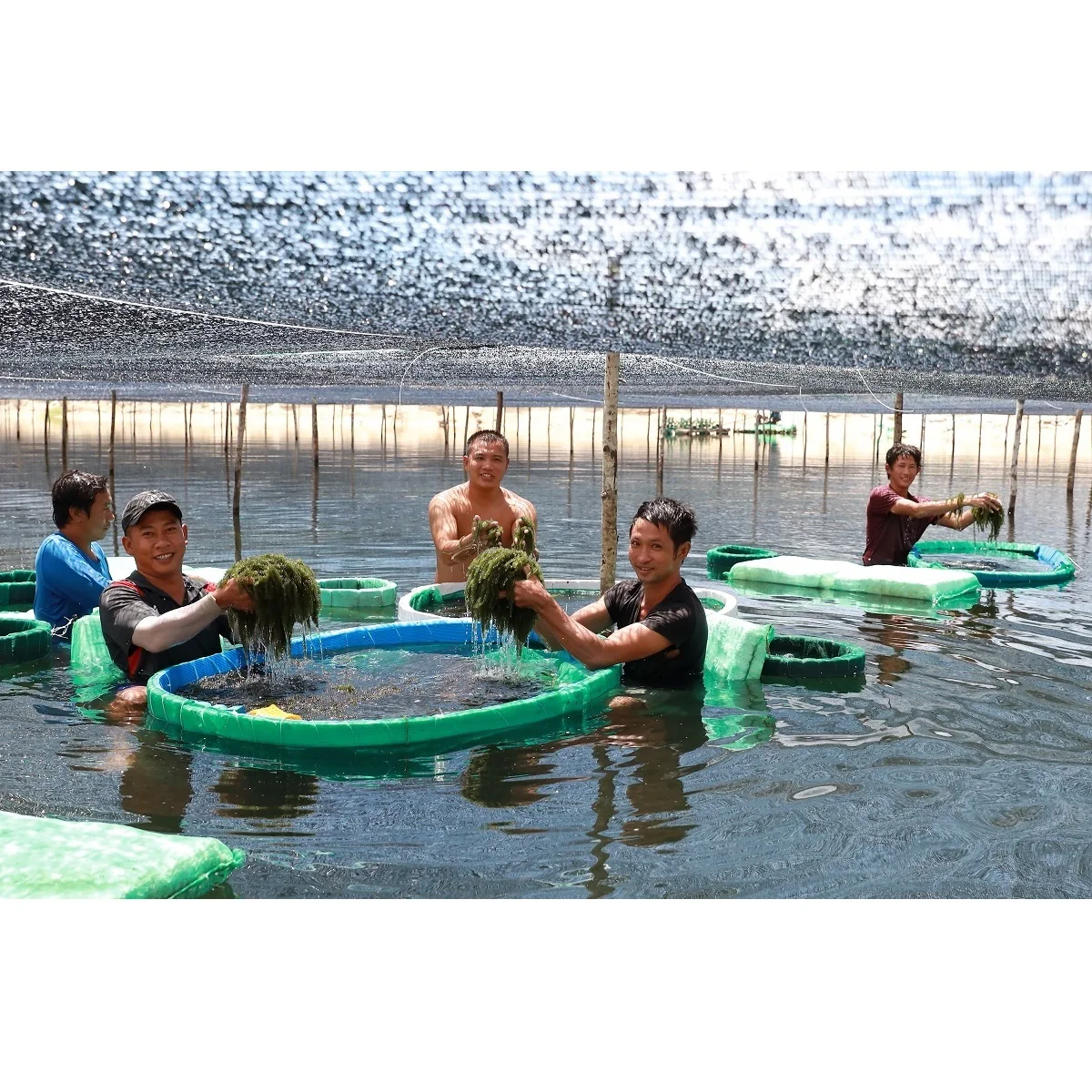 Natural Green Color Characteristics Taste Organic Fresh Sea Grapes Green Food From Viet Nam