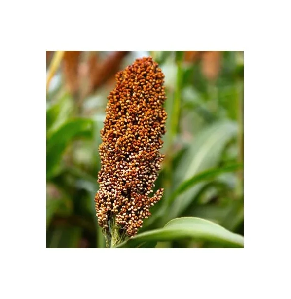 Top Grade Sorghum Bulk Quantity Low Price Sorghum Available